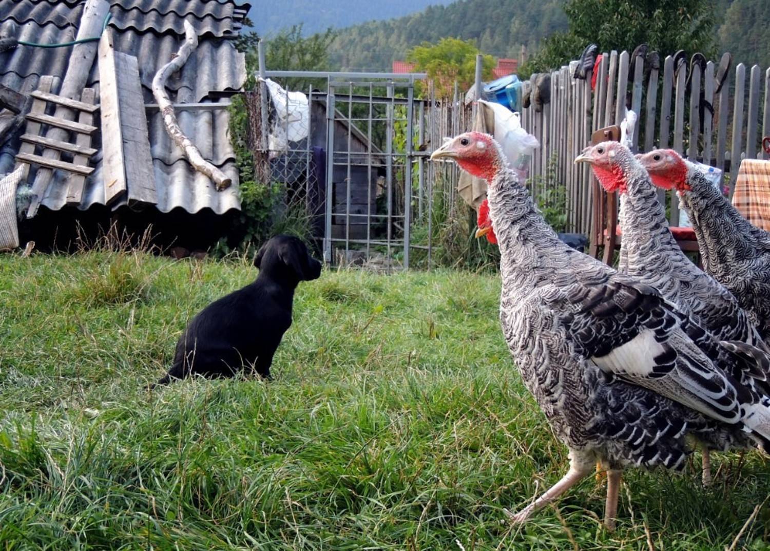 , Савоцкий Роман