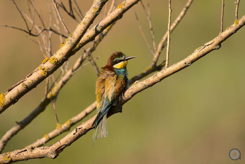 birds, animals, птицы, животные, птица, золотистая щурка золотистая щурка фото превью