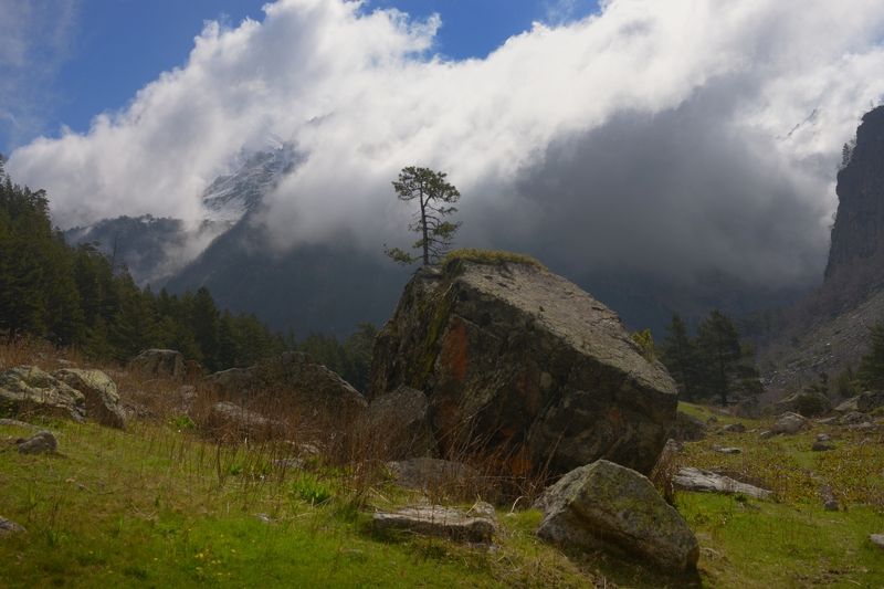Бонсай на Кавказе фото превью