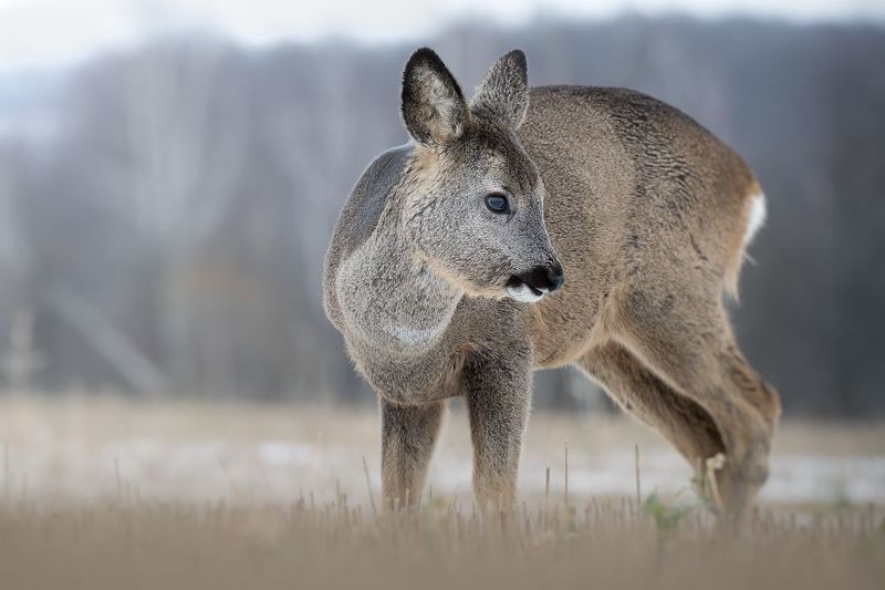 Европейская косуля, Capreolus capreolus, Декабрь 2023 фото превью