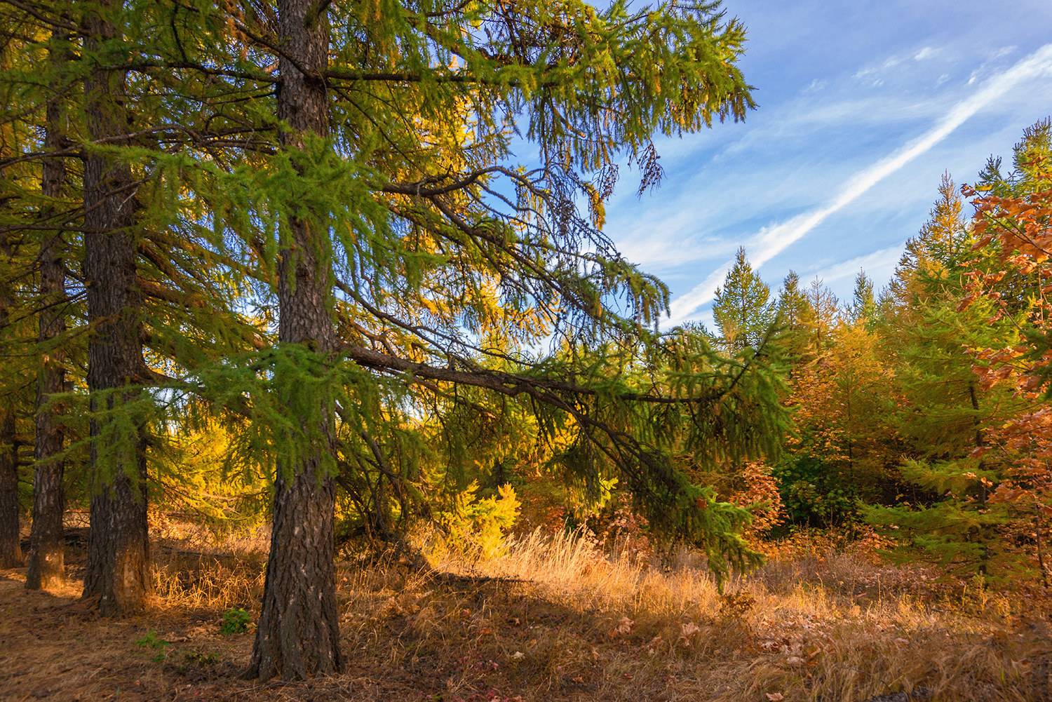 осень, Владислав Никишин