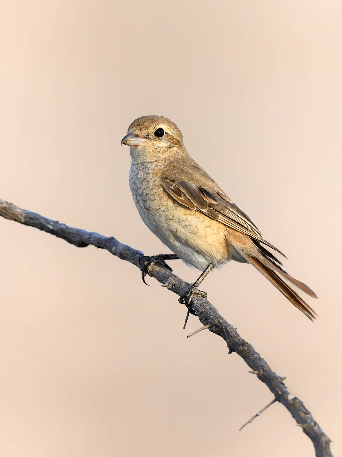 птица, фотоохота, жулан, природа, фауна, Vladimir Kulikov