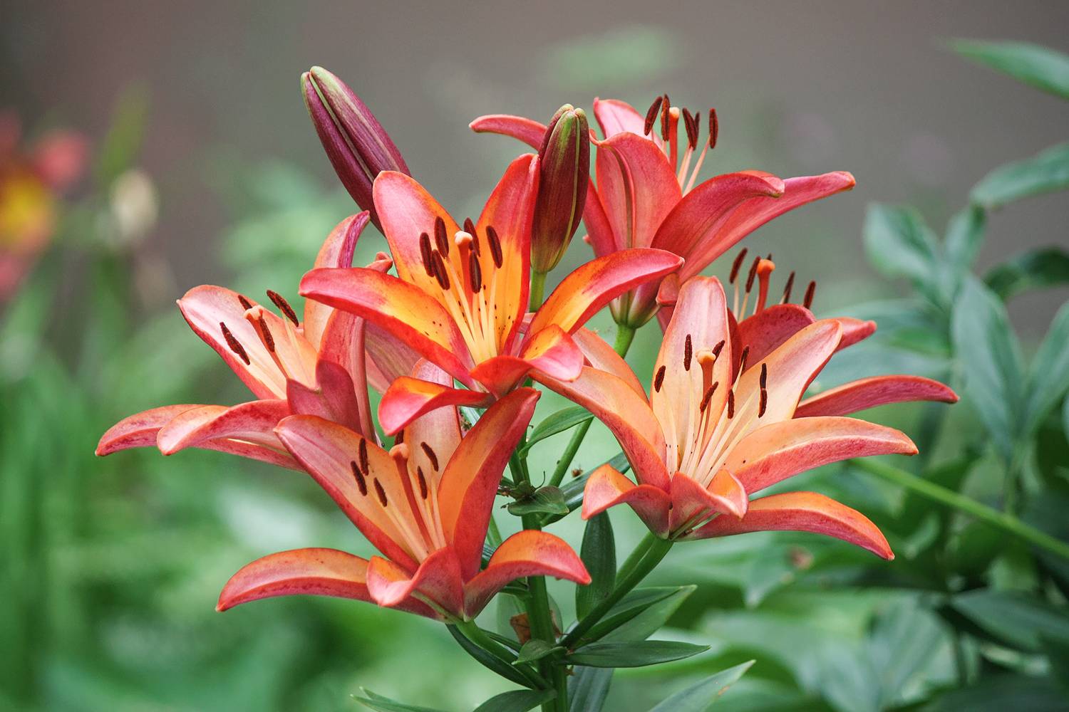 лилия, КарОл