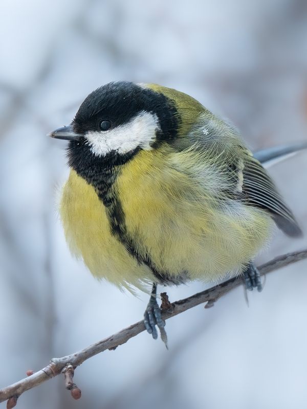 синичка, синица, птица, фауна, зима, снежинка Доставка новогодних снежинок фото превью