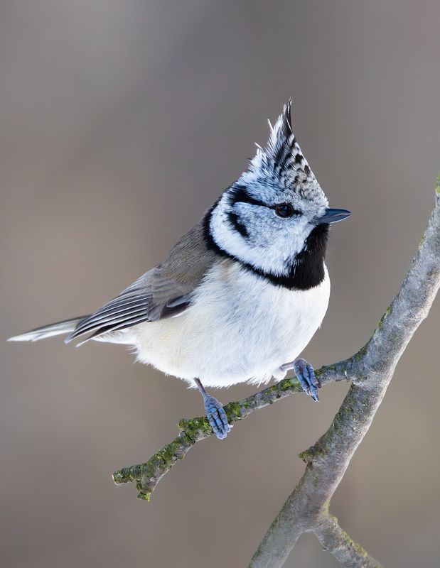 хохлатая синица, гренадерка, птицы, фото птиц Хохлатая красотка. фото превью