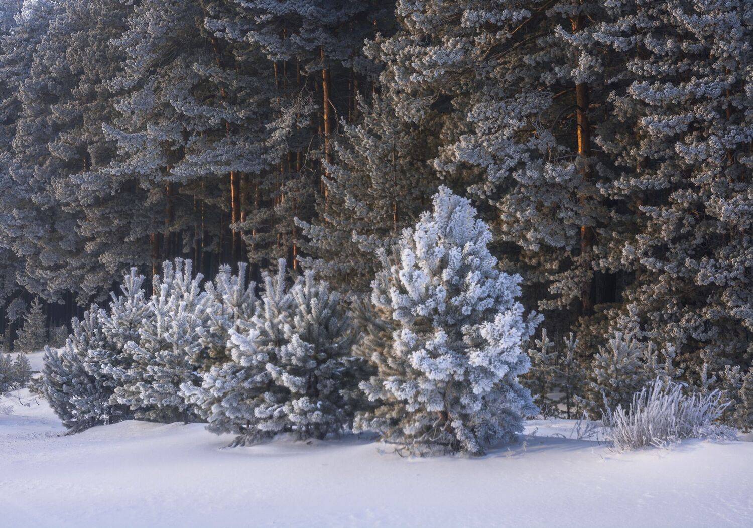 россия, алтайский край, барнаульский ленточный бор, сосны и сосёнки, зима, Андрей Поляков