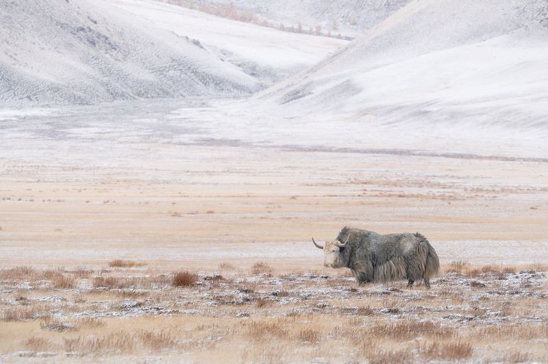 тыва, tuva, снег, сентябрь, горный як, сарлык Обитатели прерий. / Inhabitants of the prairies. фото превью