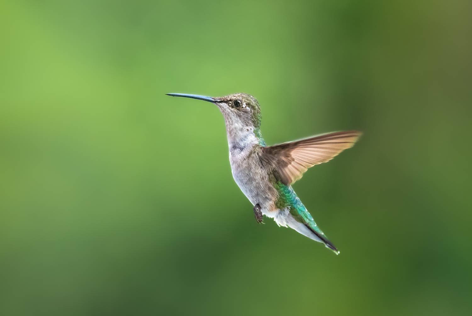 bird, humming, hummingbird, hummingbirds, hummer, rufous, nature, animals, wild, action, dynamic, Atul Saluja
