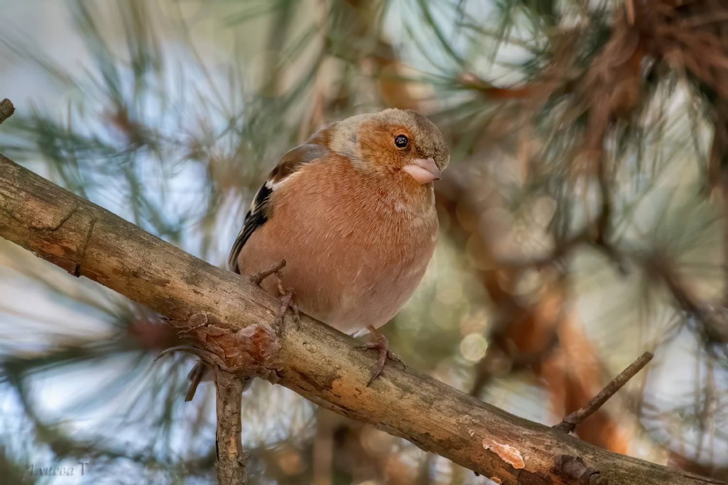 , Алиева Татьяна