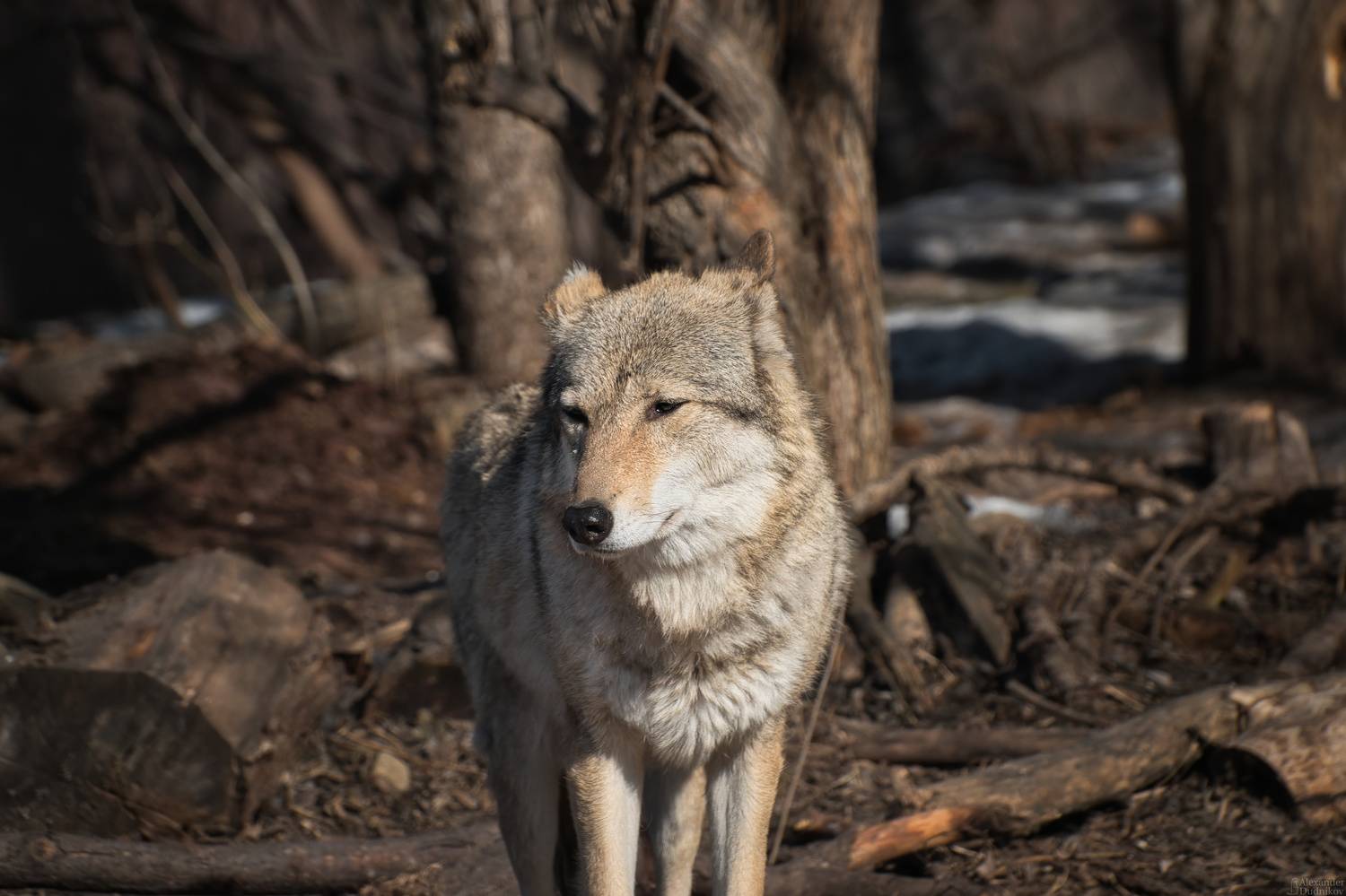 животные, млекопитающие, портрет животного, волк, псовые, animals, mammals, animal portrait, wolf, canidae, Дудников Александр