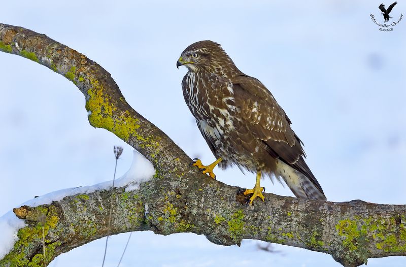 Канюк. фото превью