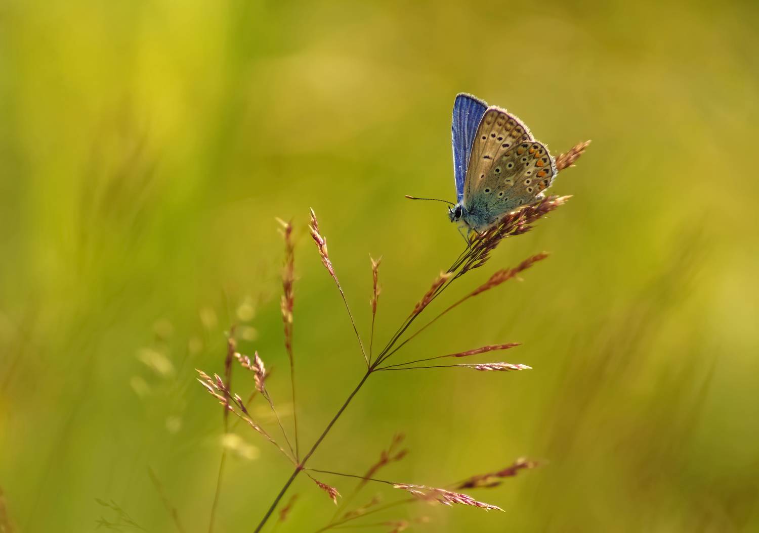 , Чепленко Алексей