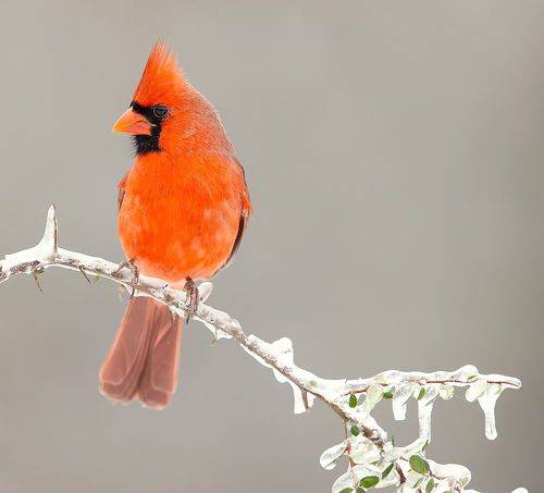 Northern Cardinal, male - Красный кардинал, самец
