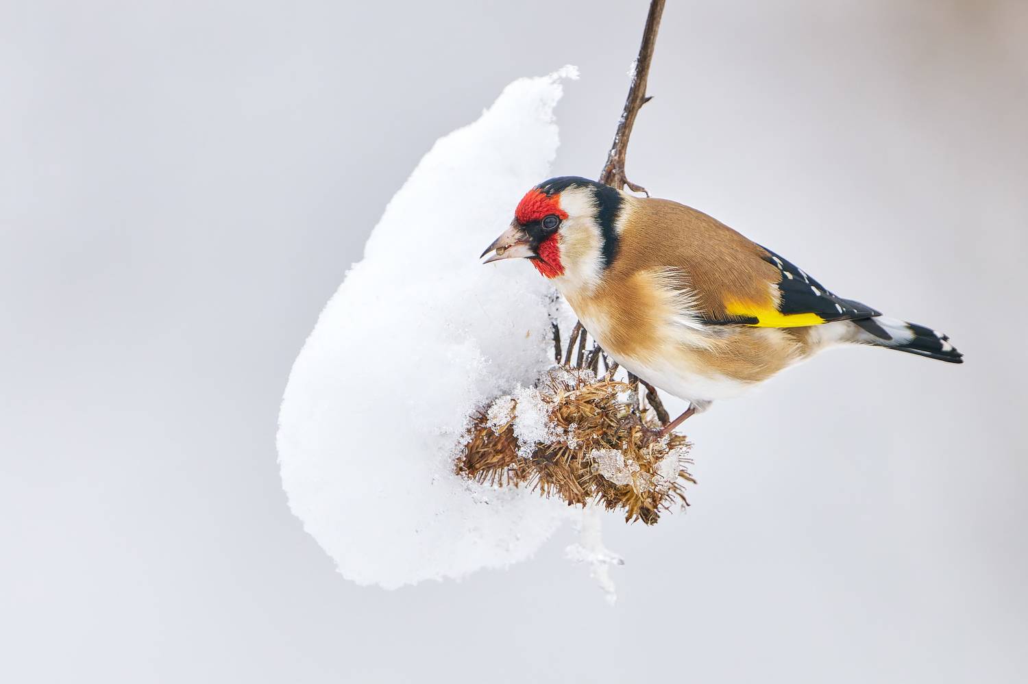 птицы, щегол, зима, снег, Стас