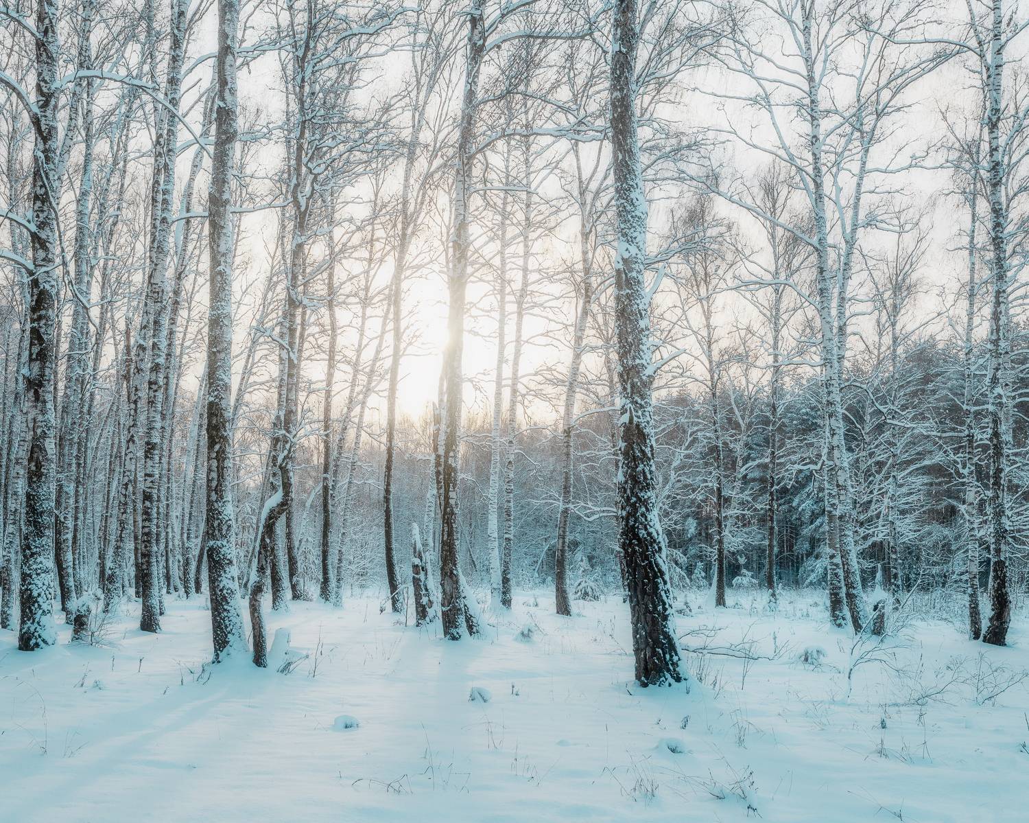 природа, пейзаж, зимний пейзаж, Московская область, Мартыненко Дмитрий