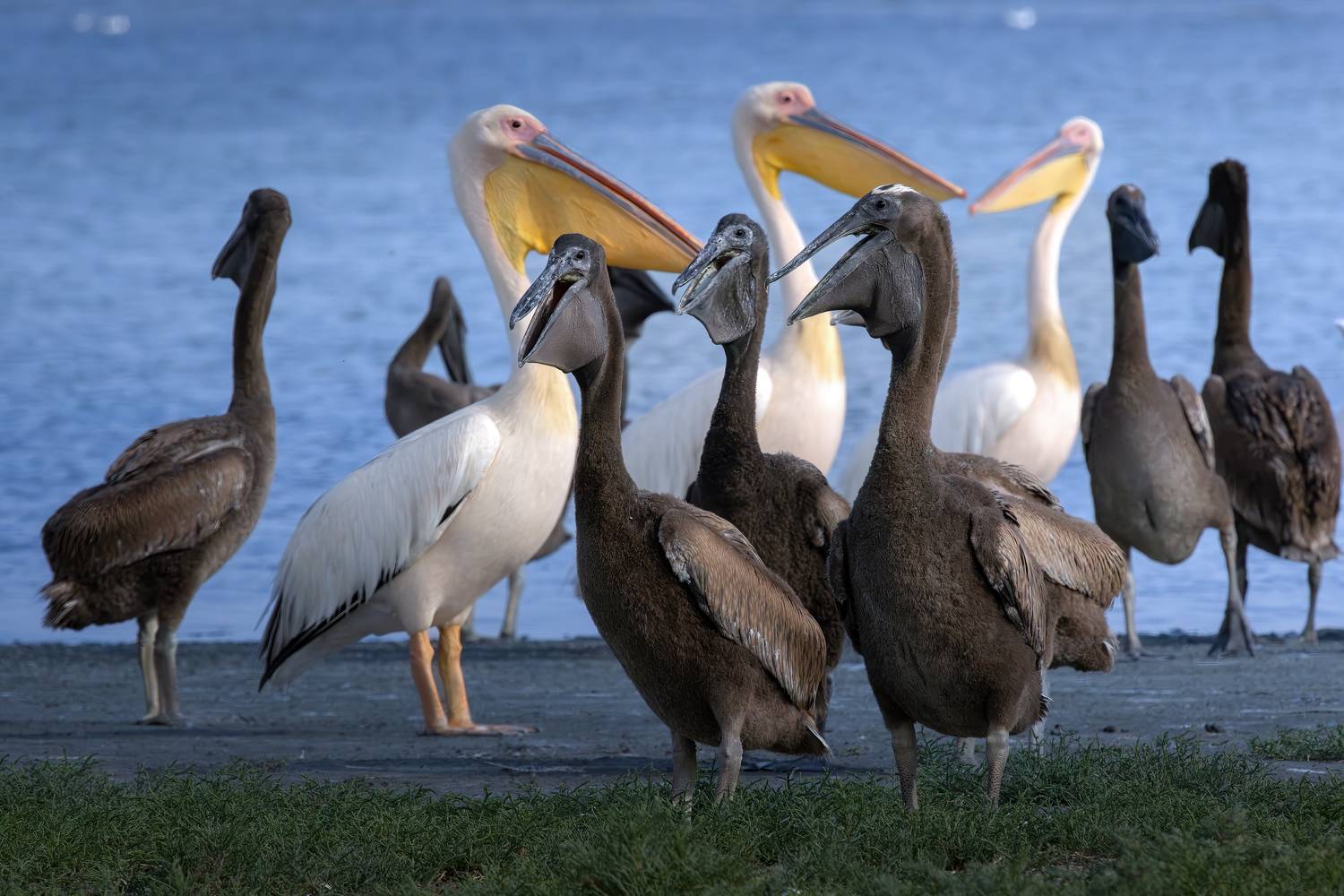 , Марат Кучкаев