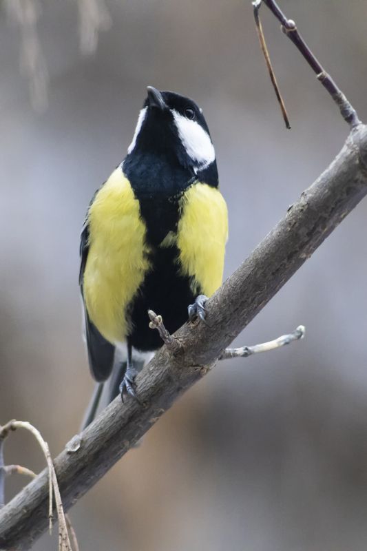 Синица большая фото превью