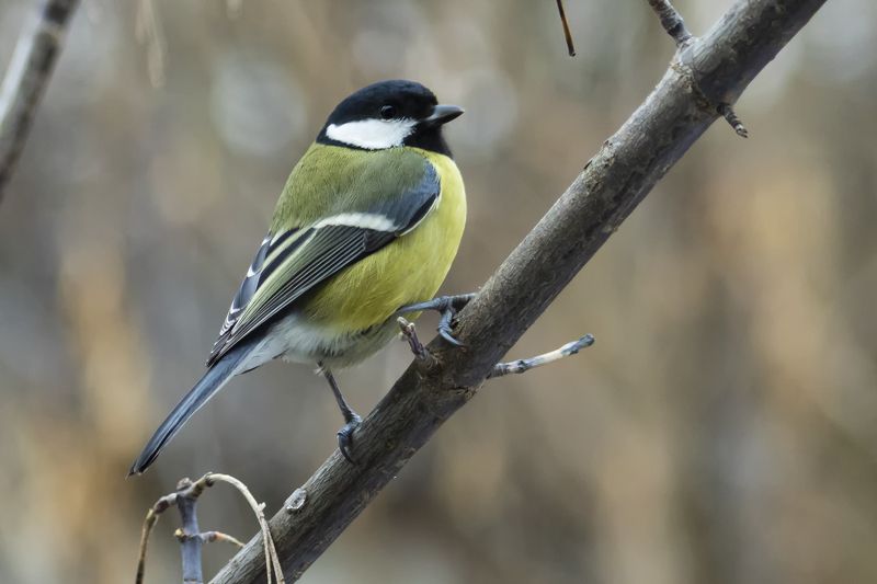 Синица большая фото превью