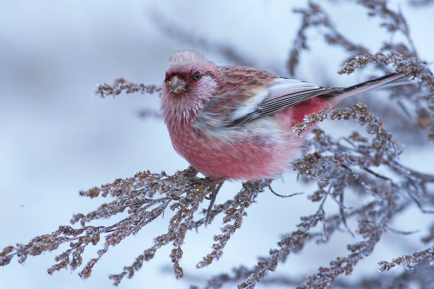 длиннохвостый снегирь,урагус,полынь,зима, Иван
