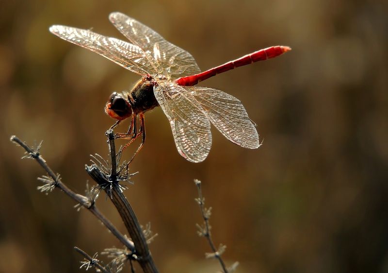 Присела фото превью