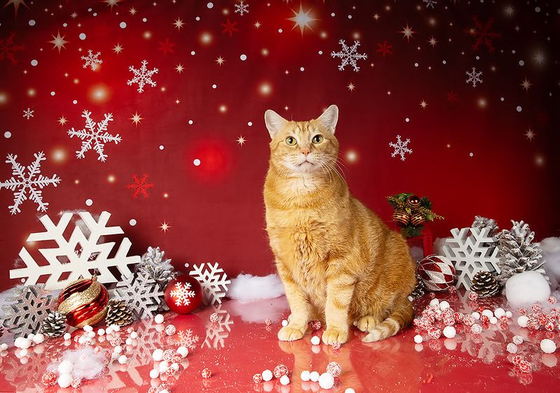 сat, кошка, животные, кошки,  новый год, американский короткошерстный кот, american shorthair cat, матильда, ragdoll cat, ginger Котики к Праздникам! Всех С Наступающим Новым Годом! фото превью