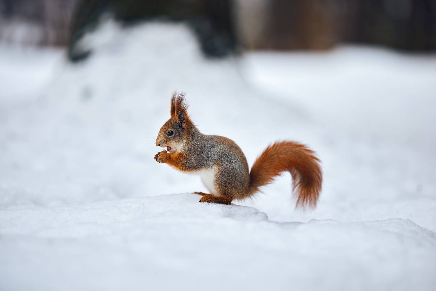 , Дмитрий Дыбов