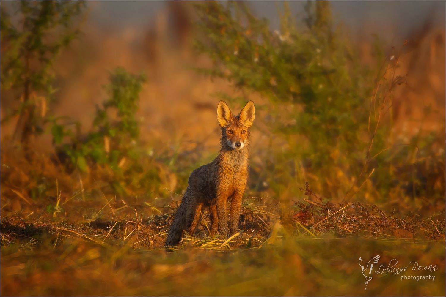 , Лобанов Роман