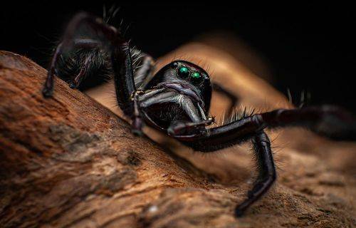 Jumping Spiders