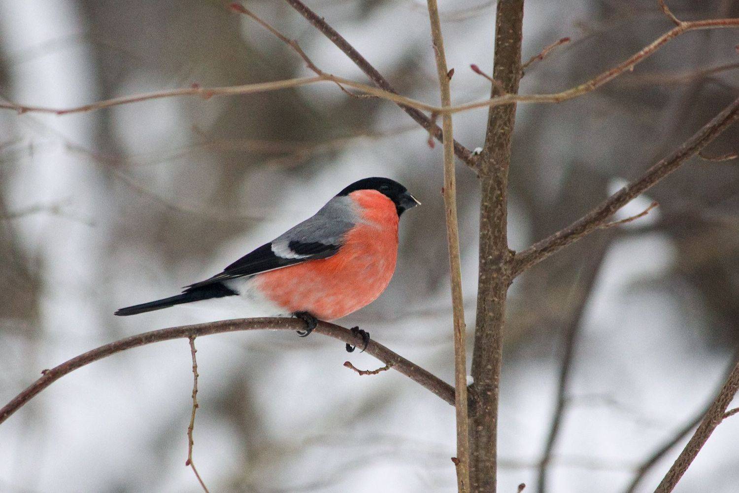 снегирь, КарОл