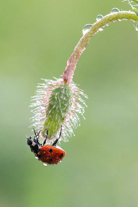 божья коровка, макро, утро, нежность, весна, роса Маковая роса фото превью