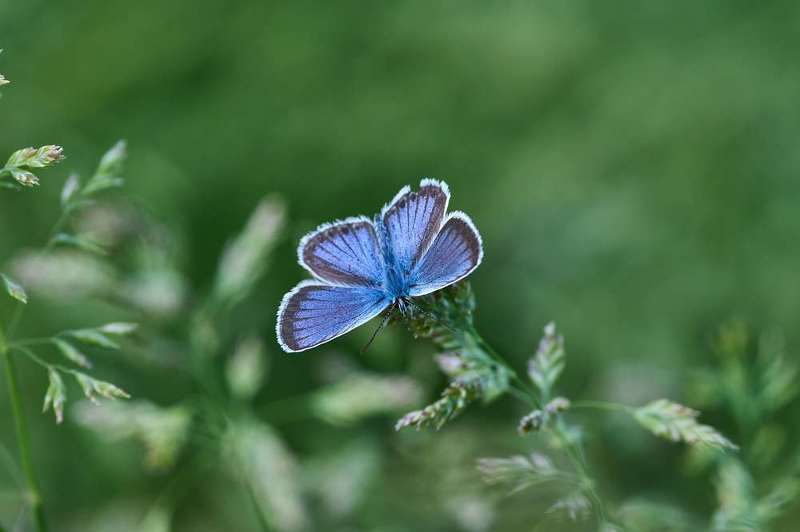 Plebejus argus фото превью