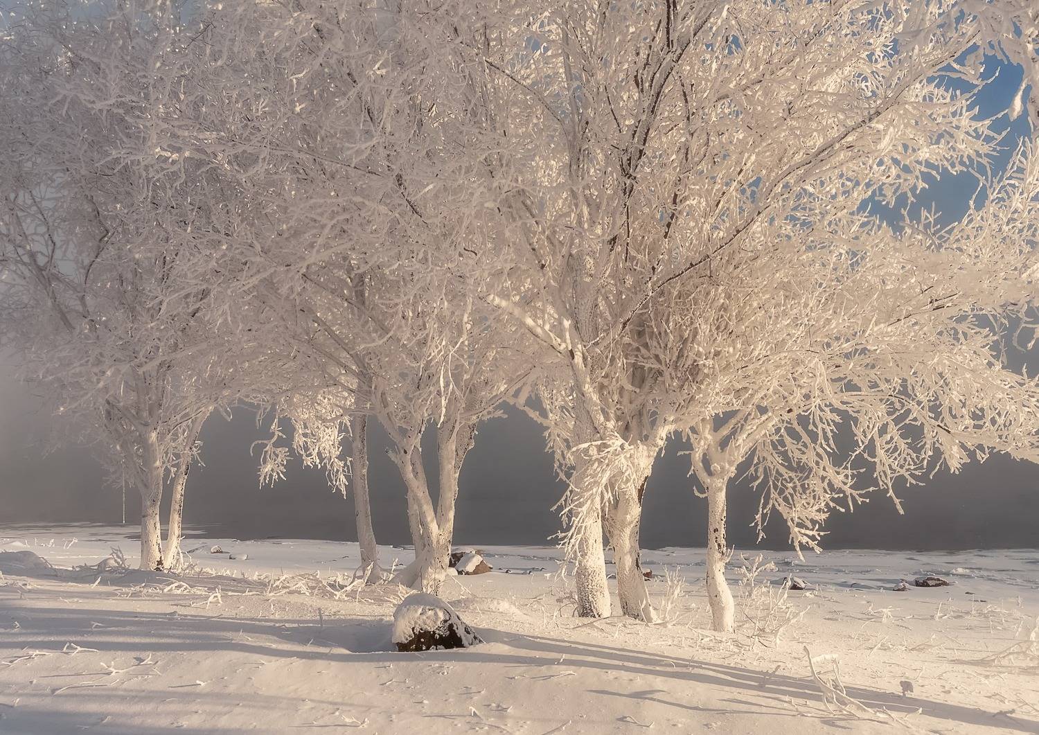 сибирь, мороз, куржак, ивы, мороз, Фомина Марина