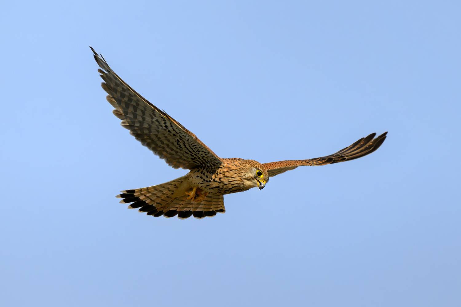 птица, фотоохота, сокол, природа, фауна, Vladimir Kulikov