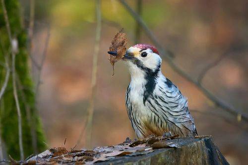 Белоспинные дятлы