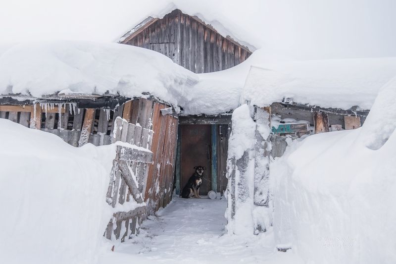 Жил-был пёс фото превью