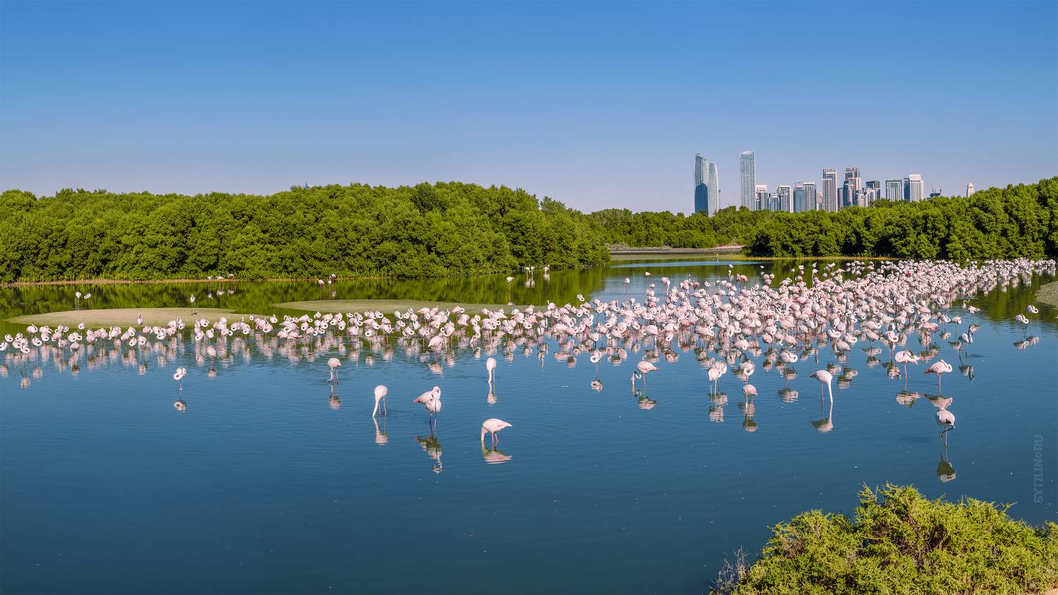 Заповедник, розовый, фламинго, Рас-Аль-Хор, Дубай, ОАЭ, озеро, пруд, дикая природа, Ras Al khor, dubai, uae, United Arab Emirates, обьединенные арабские эмираты,, Сытилин Павел