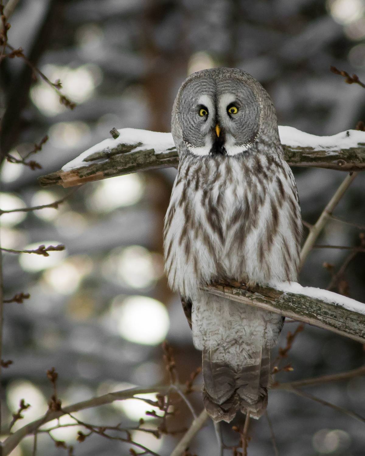 бородатая неясыть, Суслов Дмитрий