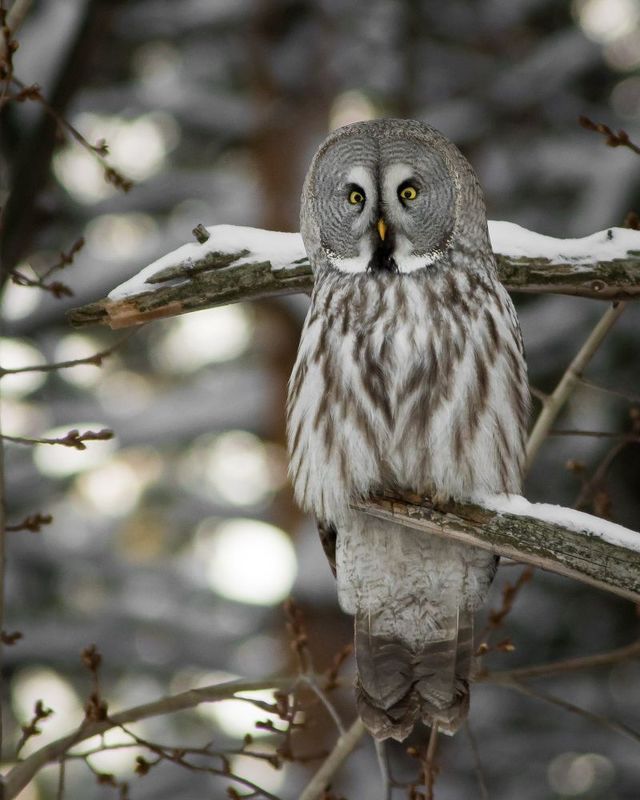 бородатая неясыть Бородатая неясыть фото превью