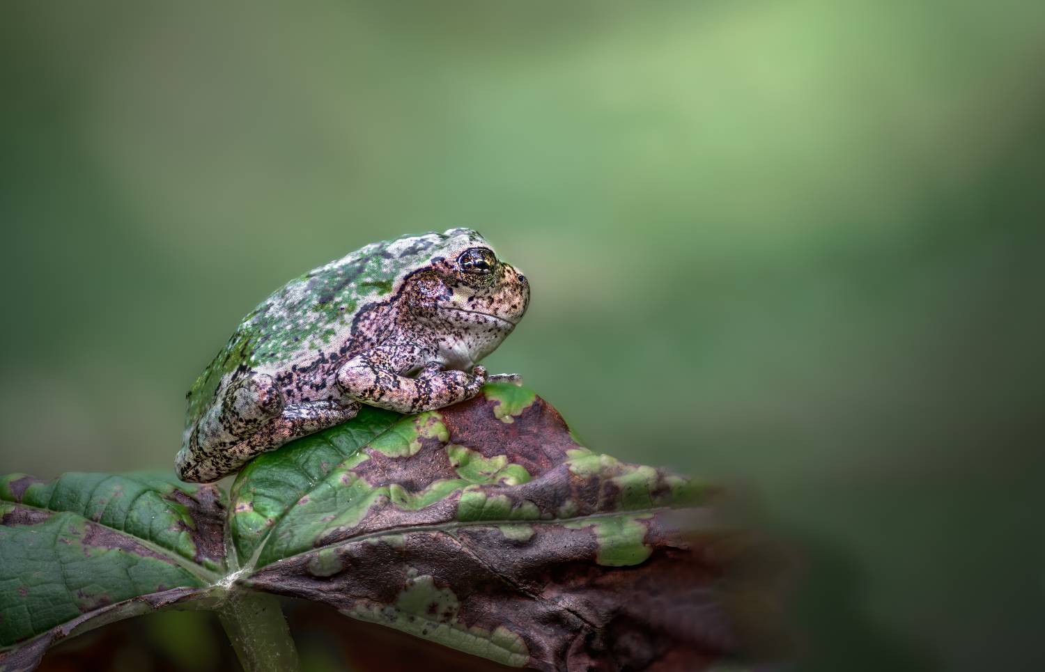 frog, reptile, flower, macro, sunrise, sunset, closeup,, Atul Saluja