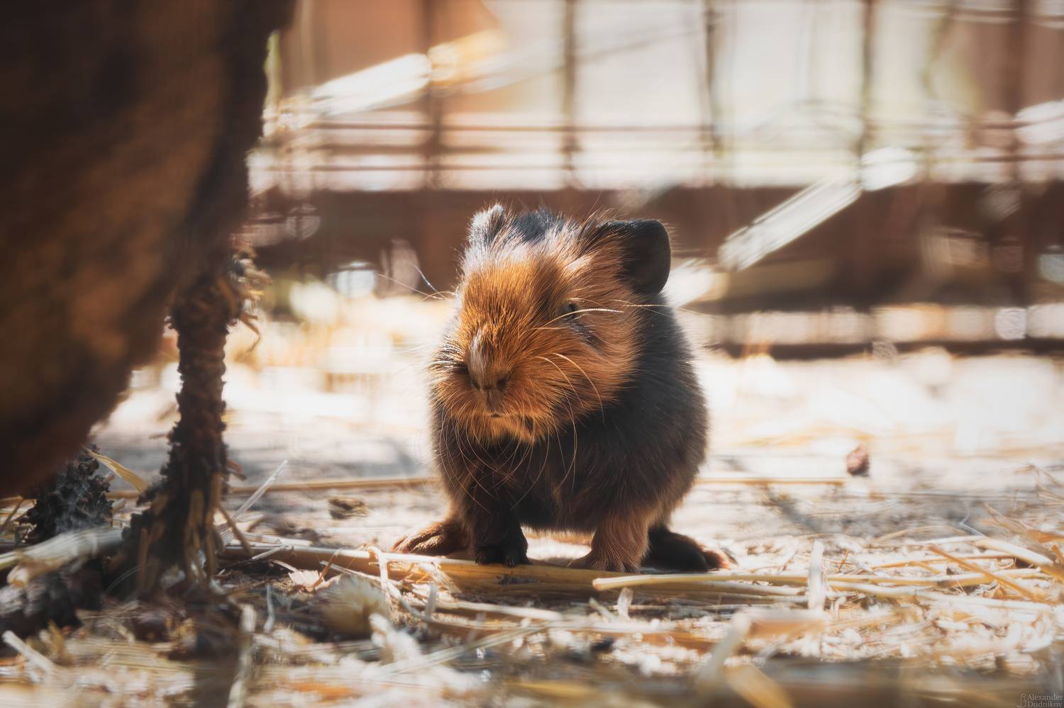 животные, млекопитающие, портрет животного, морская свинка, грызуны, animals, mammals, animal portrait, guinea pig, rodents, rodentia, Дудников Александр