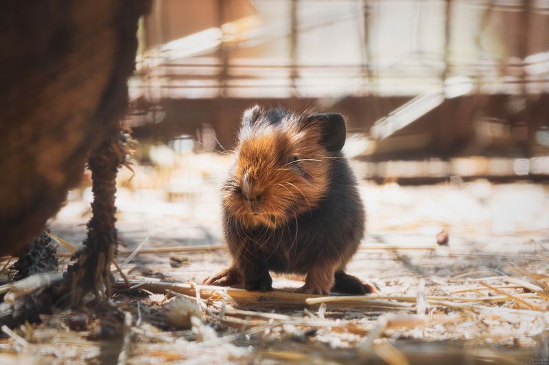 животные, млекопитающие, портрет животного, морская свинка, грызуны, animals, mammals, animal portrait, guinea pig, rodents, rodentia Мелочь фото превью