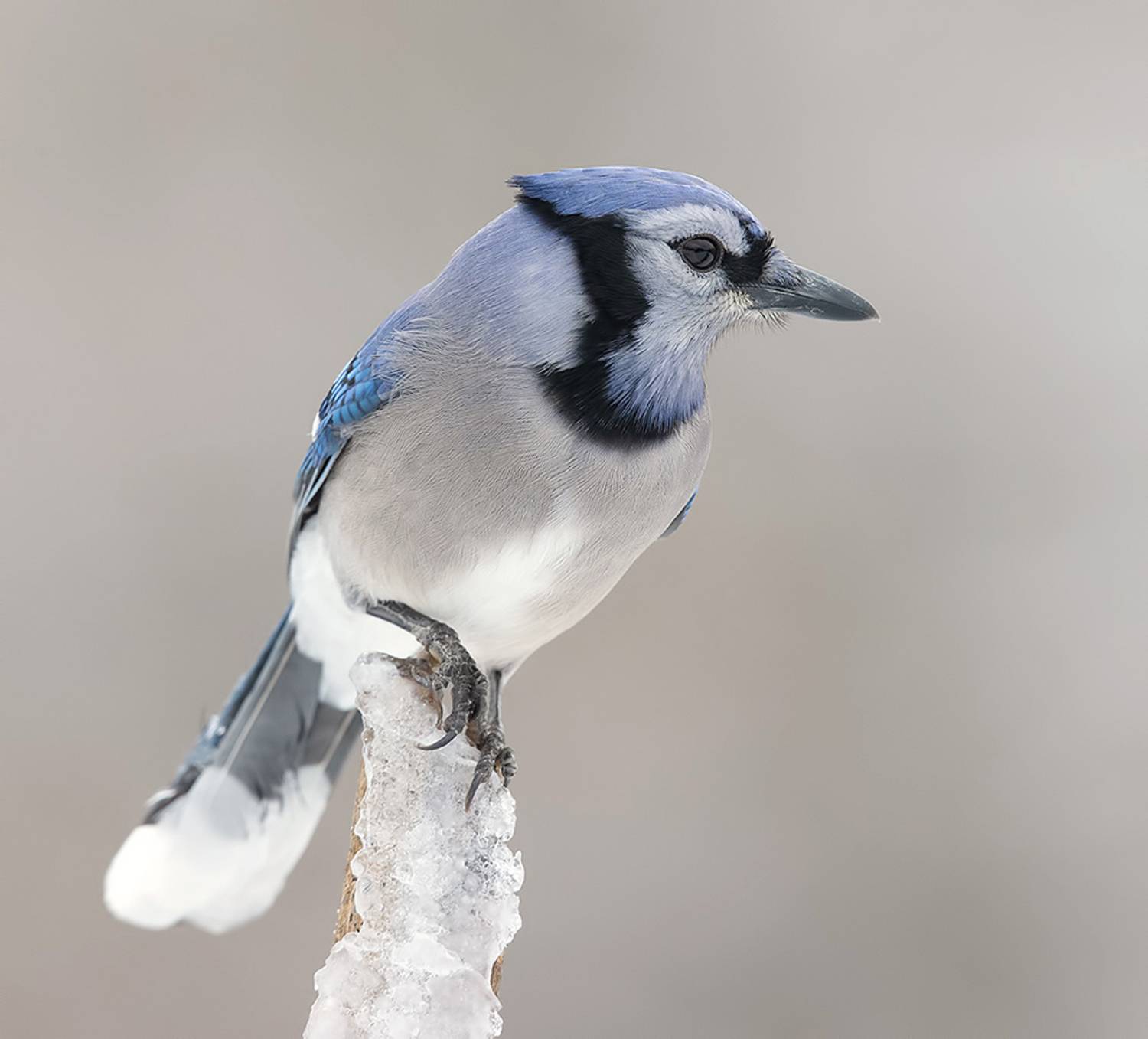 сойка, голубая сойка, jay, blue jay, зима, Etkind Elizabeth