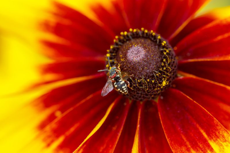 макро, насекомые, цветок Цветочное убежище фото превью