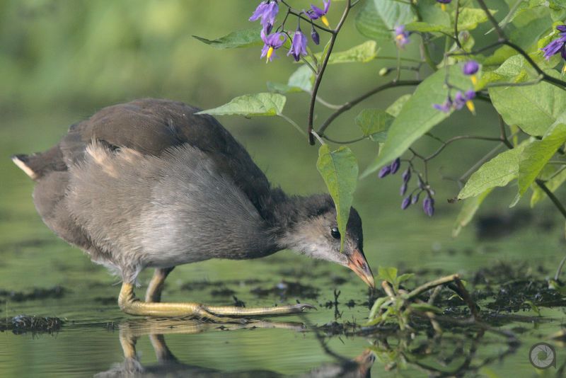 birds, animals, птицы, животные, птица *** фото превью