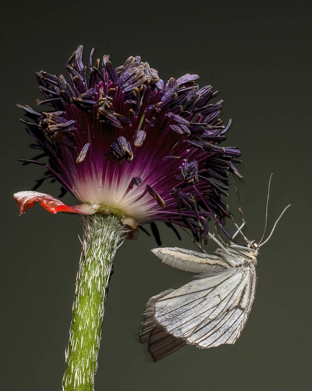 , Людмила Железнова