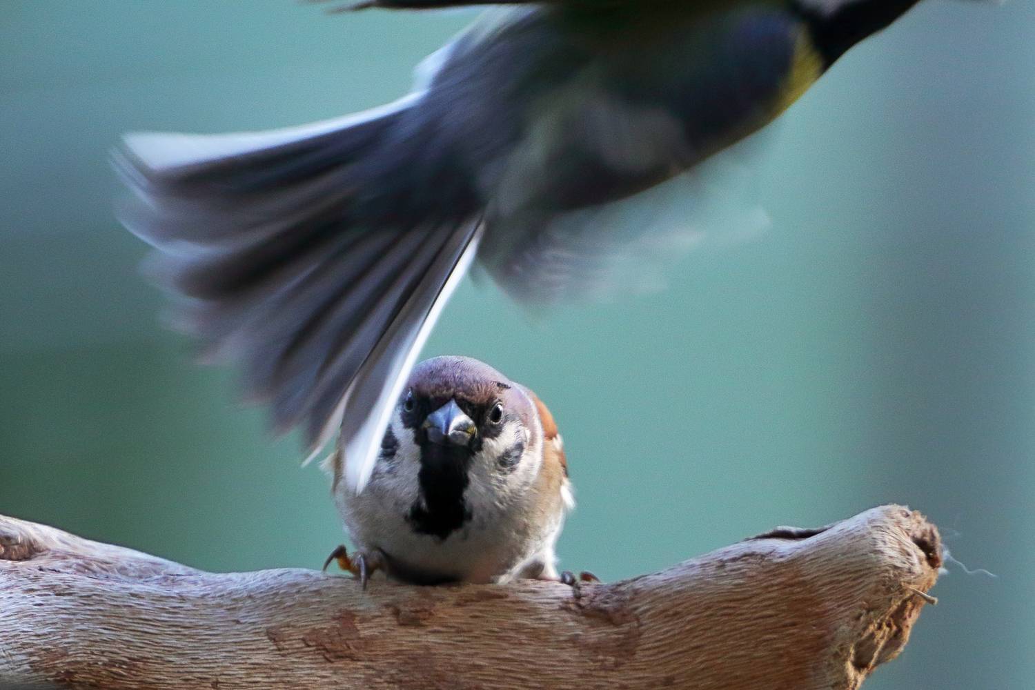 , Славов Георги