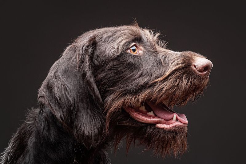 собака, порода, дратхаар, портрет, взгляд, глаза *** фото превью