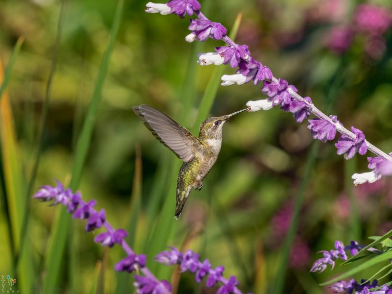 Hummingbird фото превью