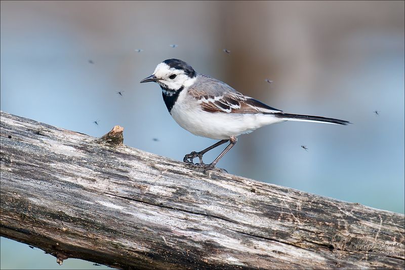 Идёт охота ... а вот кто на кого? фото превью