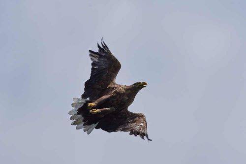 Haliaeetus albicilla